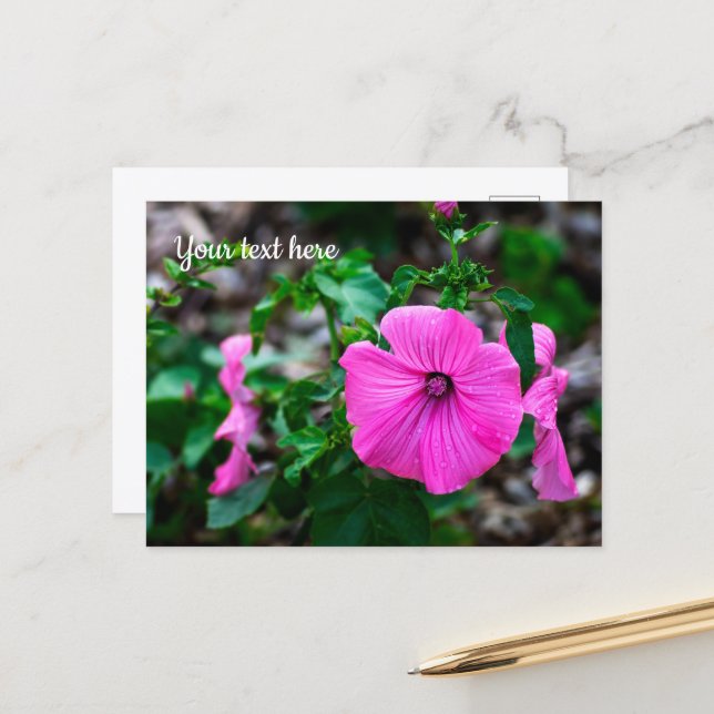 Pink Annual Mallow Greeting Card (Front/Back In Situ)