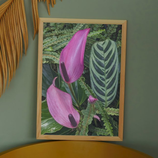 Pink Anthurium Blooms and Leafy Foliage Photo Print (In Situ Framed)