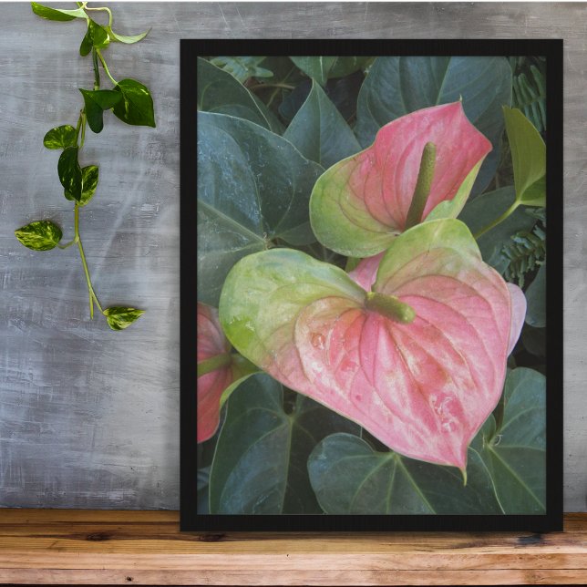 Pink Anthurium Blooms Floral Poster (In Situ Framed)