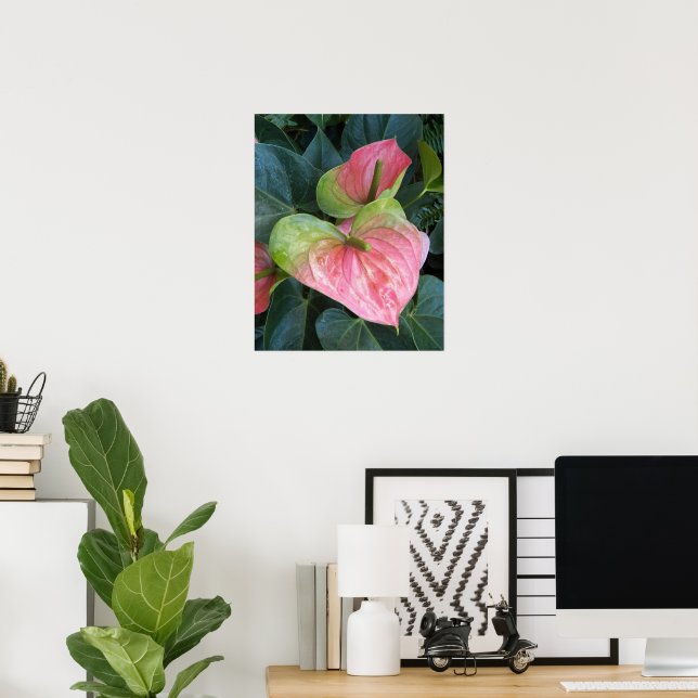 Pink Anthurium Flowers Floral Photographic Poster (Home Office)
