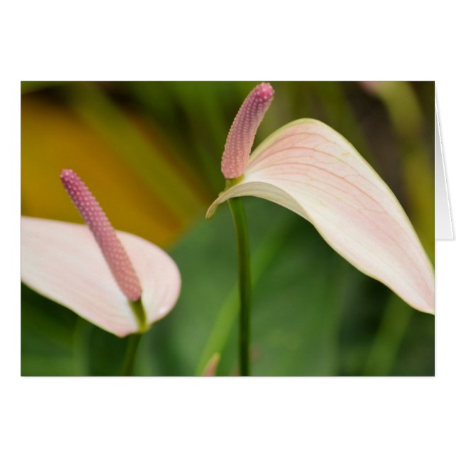 Pink Anthurium Flowers Kauai Hawaii (Front Horizontal)