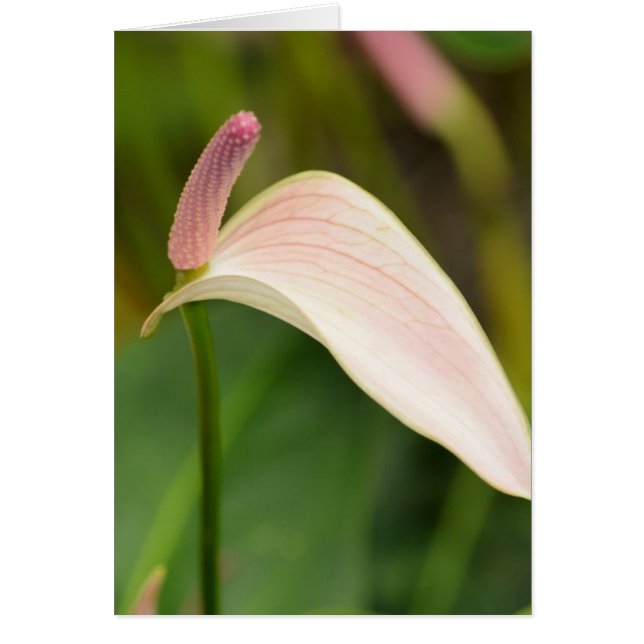 Pink Anthurium Flowers Kauai Hawaii (Front)