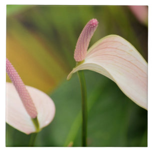 Pink Anthurium Flowers Kauai Hawaii Tile