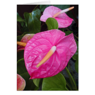 Pink Anthuriums