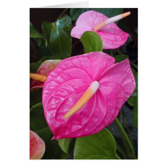Pink Anthuriums (Front)