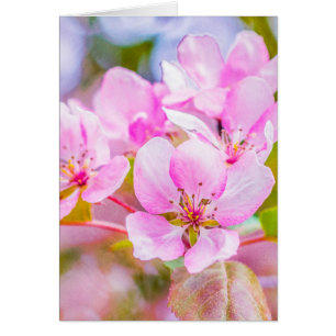 Pink Apple Blossom