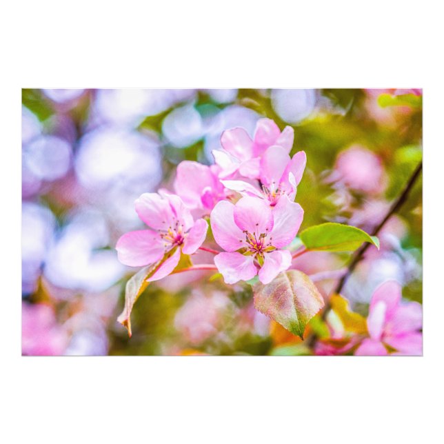 Pink Apple Blossom Photo Print (Front)