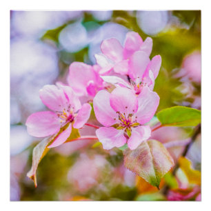 Pink Apple Blossom Poster
