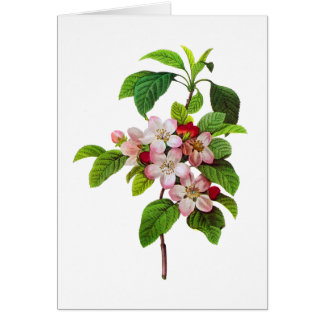 Pink Apple Blossoms by Pierre Jopseph Redoute