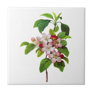 Pink Apple Blossoms by Pierre Jopseph Redoute Ceramic Tile
