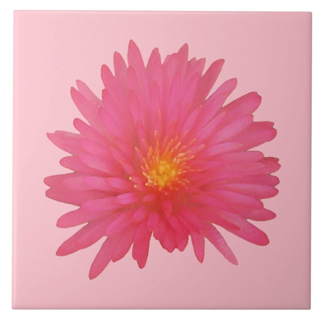 Pink Aptenia Flower on Ceramic Tile (Front)