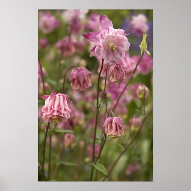 Pink aquilegia ... poster (Front)