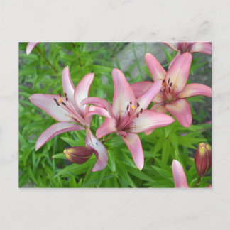 Pink Asiatic Lilies Postcard