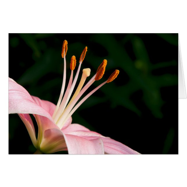 Pink Asiatic Lily Closeup (Front Horizontal)