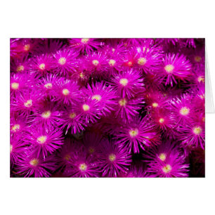 Pink Aster Flowers