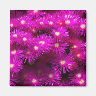 Pink Aster Flowers Magnet