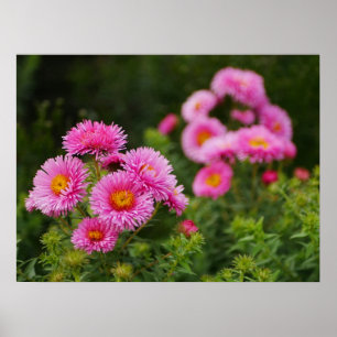 Pink Aster Flowers Poster