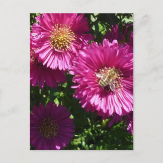 Pink Aster - Postcard