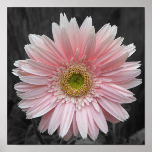 Pink Aster poster 12x12