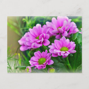 Pink asters postcard