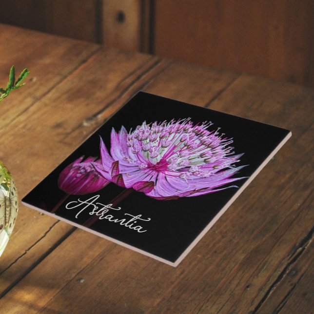 Pink Astrantia Flower on Black Background Floral Ceramic Tile (In Situ)