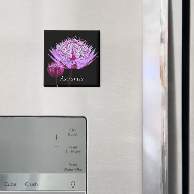 Pink Astrantia Flower on Black Floral Magnet (In Situ (Fridge))