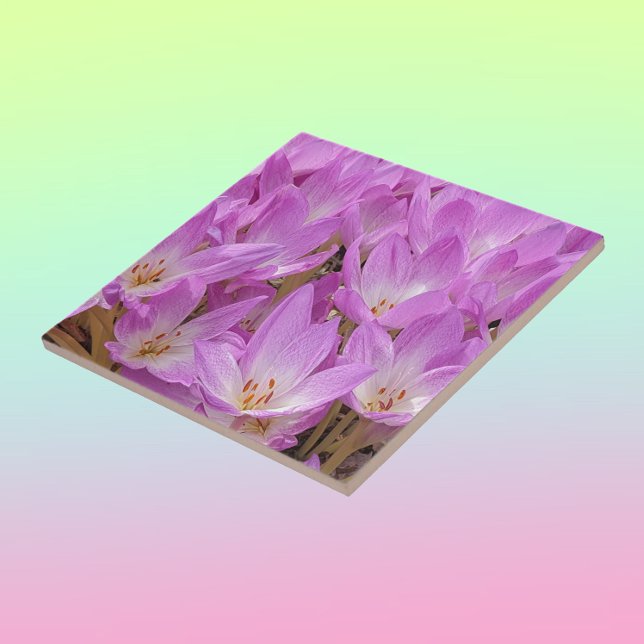 Pink Autumn Crocus Blooms Floral Ceramic Tile (In Situ)