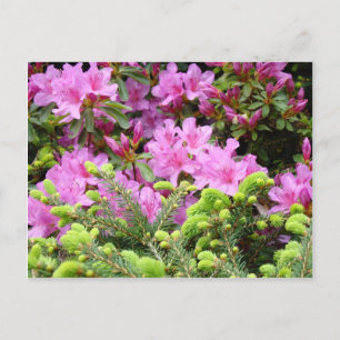 PINK AZALEA 30 FLOWERS Pine Cards Gifts Mugs