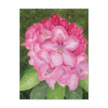Pink Azalea Art Postcard