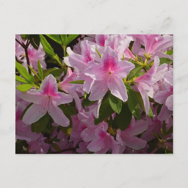 Pink Azalea Bush Spring Floral Postcard (Front)