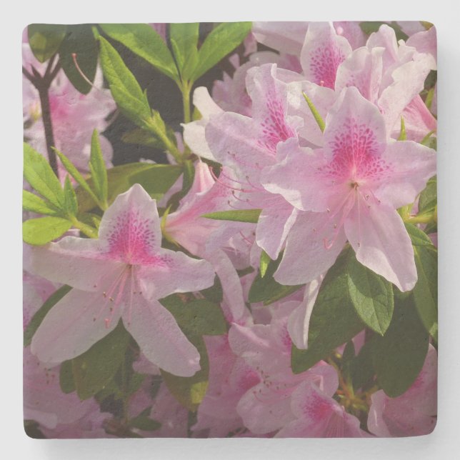 Pink Azalea Bush Spring Floral Stone Coaster (Front)