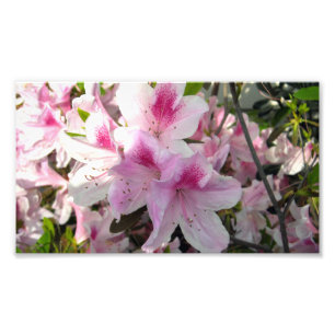 Pink Azalea Floral Colour Photography Prints