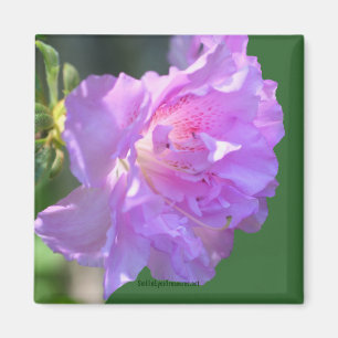Pink Azalea Flower Photo Magnet