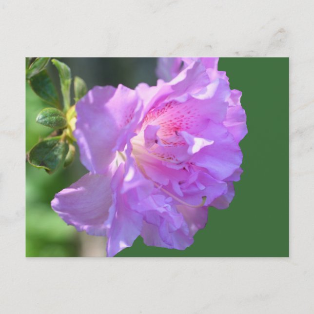 Pink Azalea Flower Photo Postcard (Front)