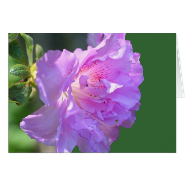 Pink Azalea Flower Photography Card (Front Horizontal)