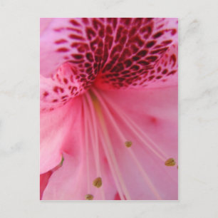 PINK AZALEA FLOWERS 24 Azaleas Cards Gifts Mugs