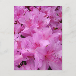 PINK AZALEA FLOWERS 31 Azaleas Cards Gifts Mugs