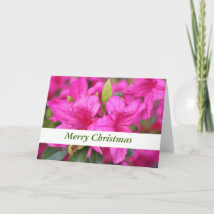pink azalea flowers Christmas, holiday gift Card