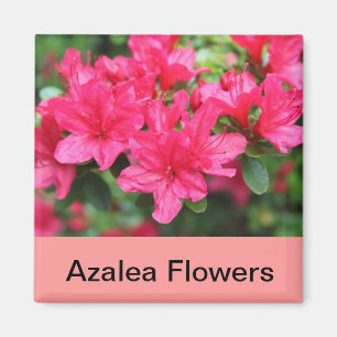 pink azalea flowers magnet