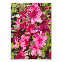 Pink azalea flowers