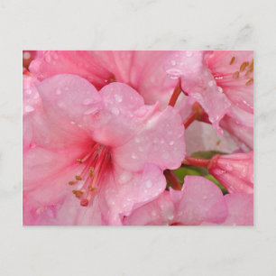 Pink azalea flowers postcard