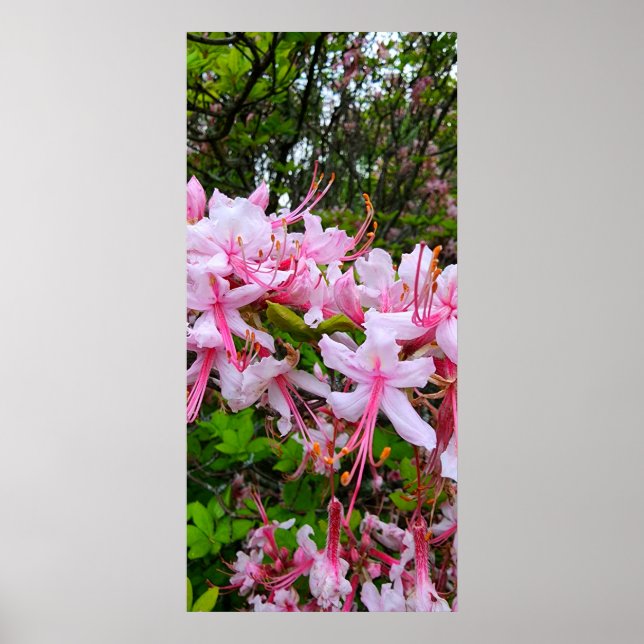 Pink Azalea Flowers Poster (Front)