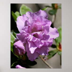 Pink Azalea Spring Flower Poster