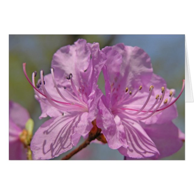 Pink Azaleas (Front Horizontal)