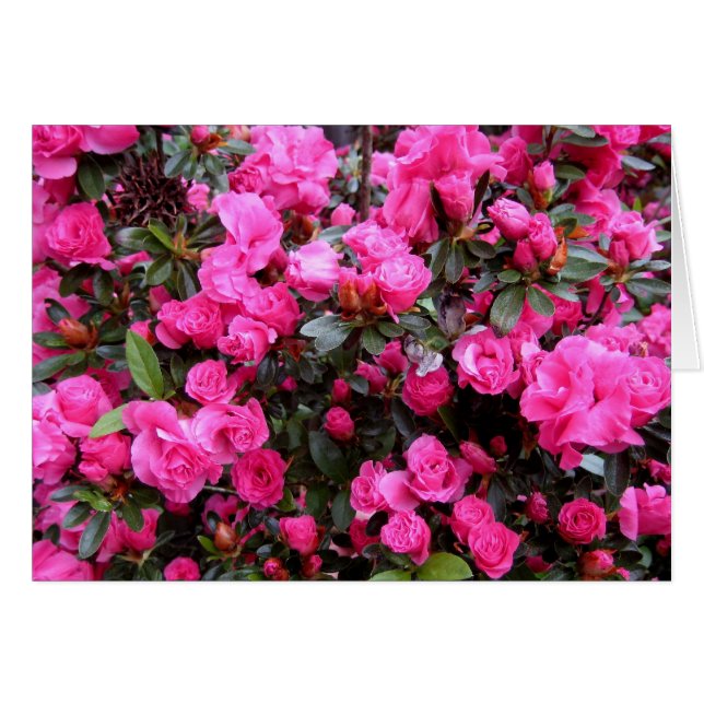 Pink Azaleas (Front Horizontal)