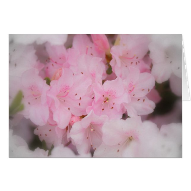 Pink Azaleas (Front Horizontal)