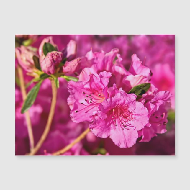 Pink Azaleas (Front)