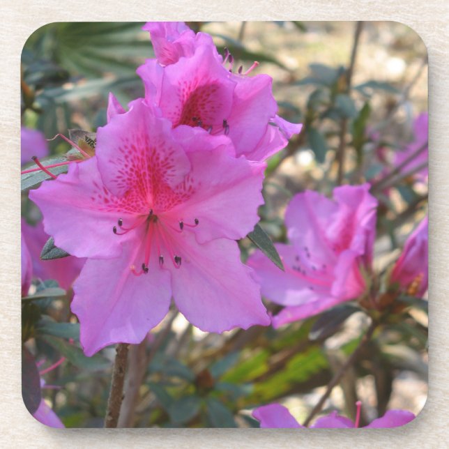 Pink Azaleas Flowers Cork Coaster (Front)