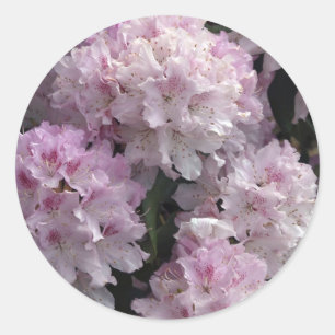 Pink Azaleas, Rhododendron Garden Flowers Classic Round Sticker