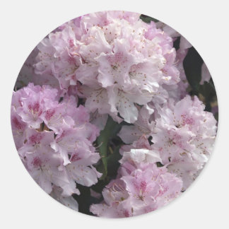 Pink Azaleas, Rhododendron Garden Flowers Classic Round Sticker